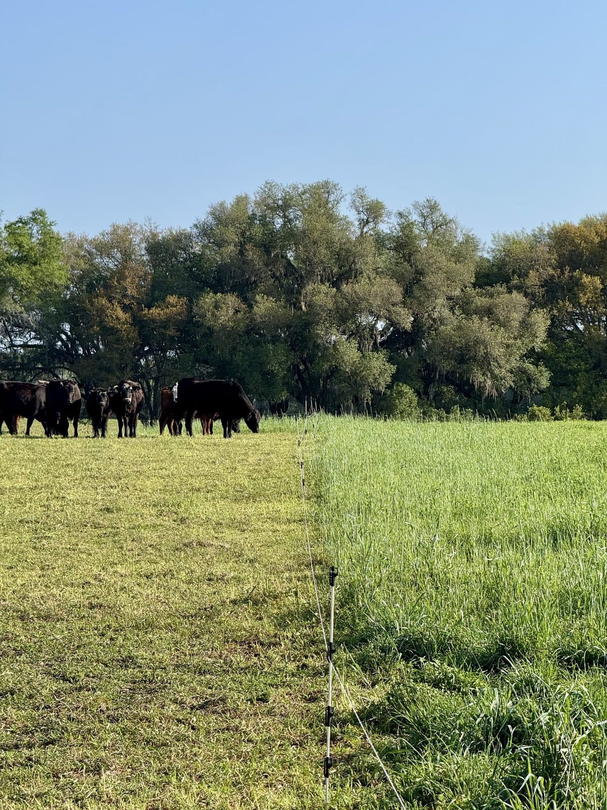 Blackwater Pastures cattle behind an electric fence line, showing rotational grazing in action