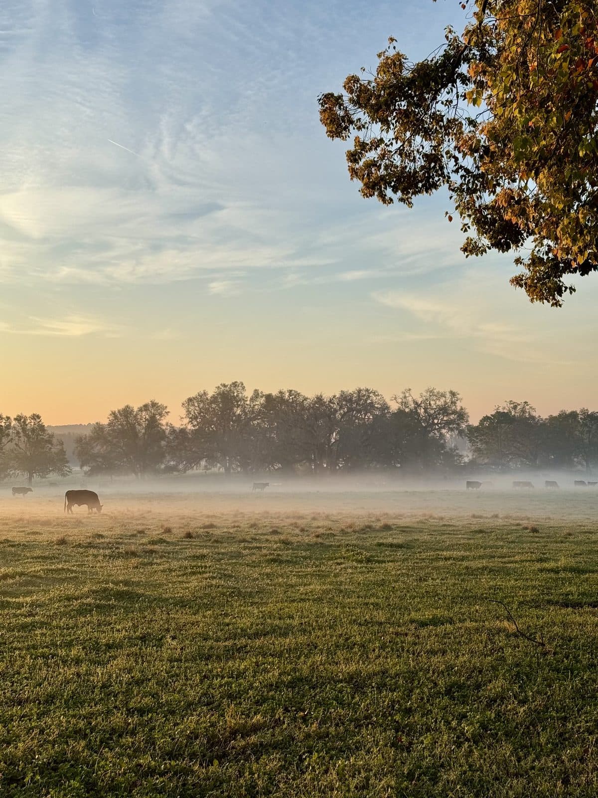 Blackwater Pastures — cattle grazing at dawn in Brooks County, Georgia