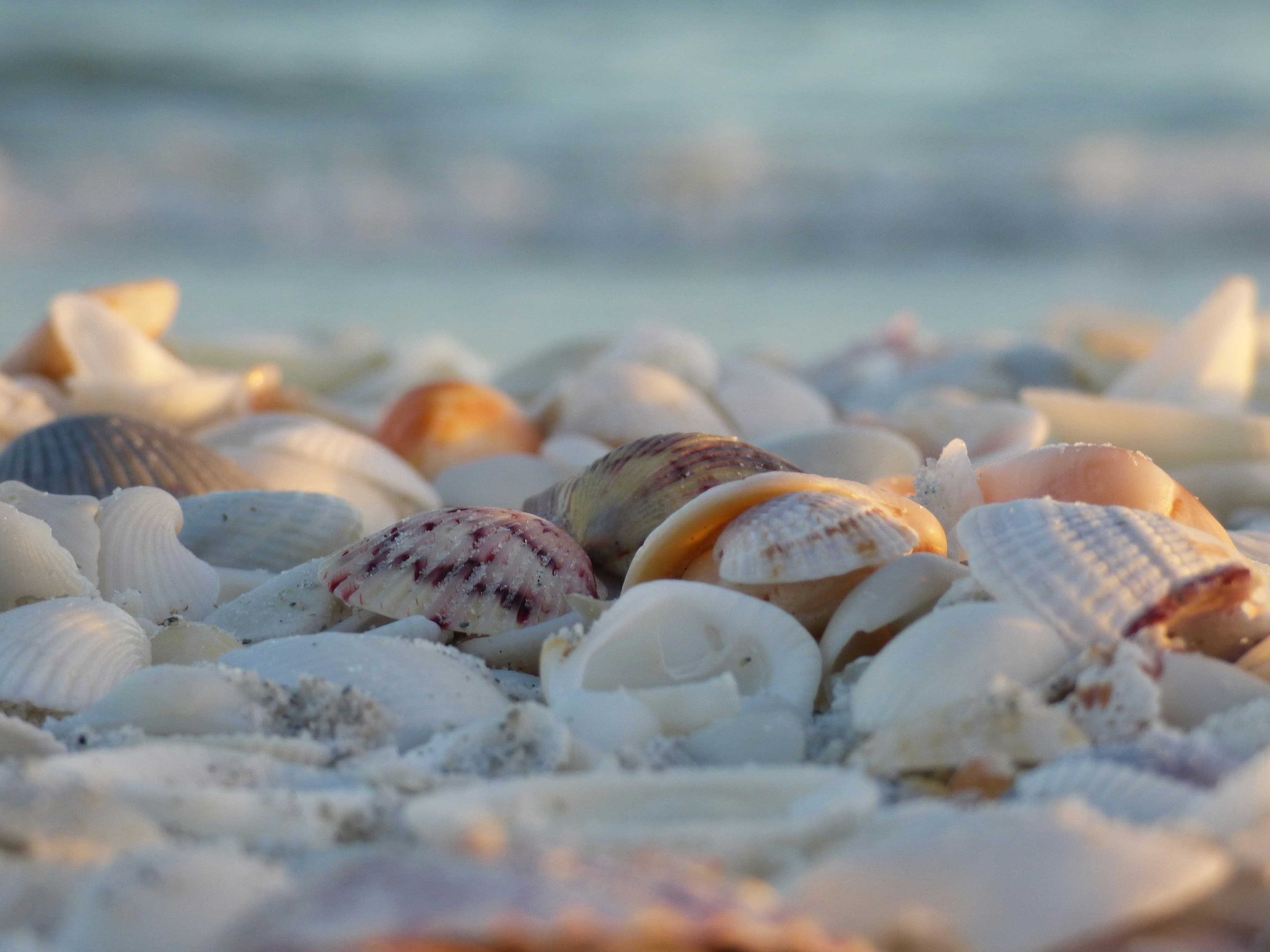 Sanibel Island shells on the beach at sunrise